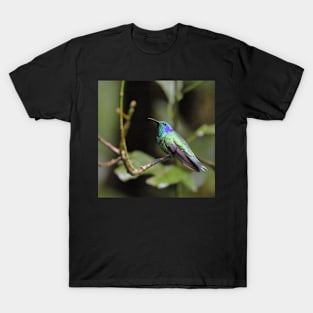 Green Violetear Hummingbird T-Shirt